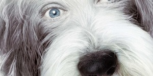 V3 v1 shaggy dog xlg