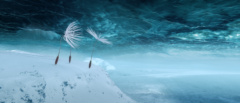 Competition: “Dandelion’s Odyssey”