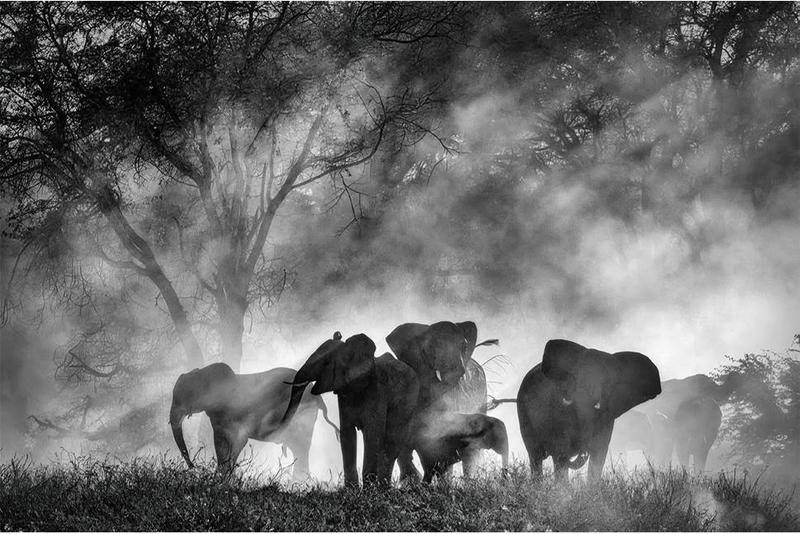 "Ghost Elephants" - Kritik 
