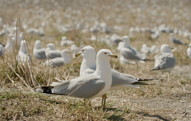 “The Inheritors” - Kritik 
