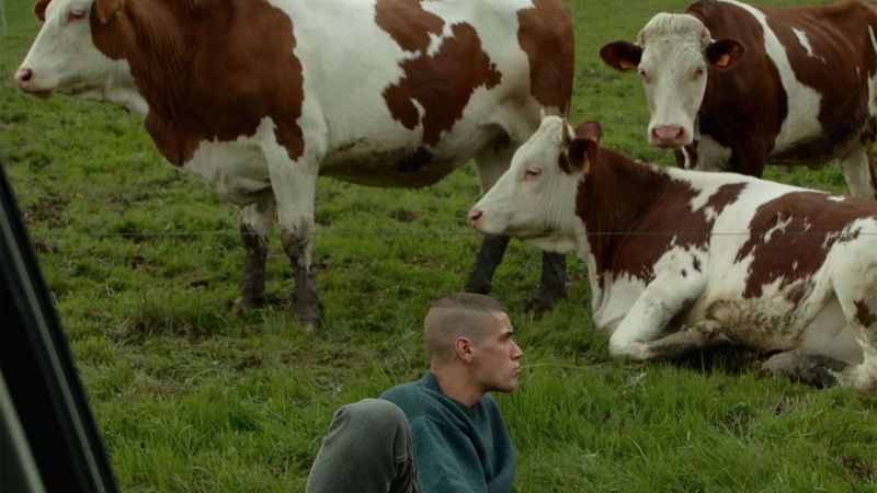 "Vache Folle" - Kritik 