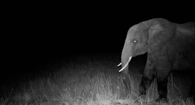 “Ghost Elephants” - Review 