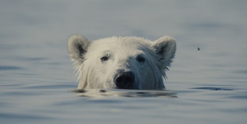 “Nuisance Bear” - Review 