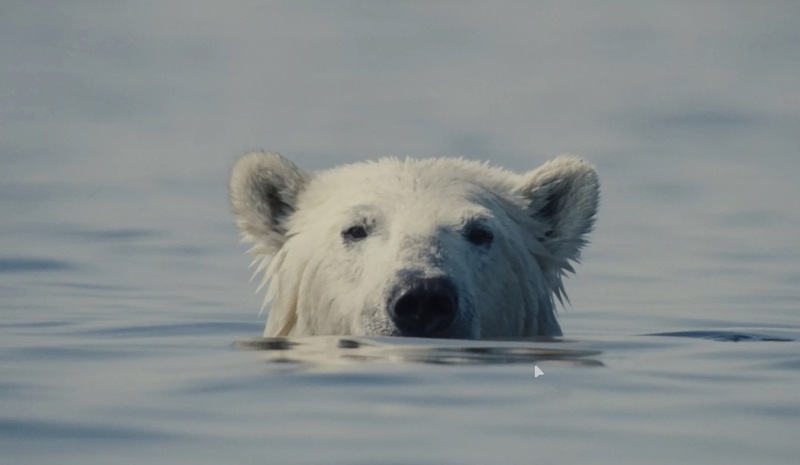 "We want people to never look at a polar bear the same way again" - Interview with Gabriela Osio Vanden & Jack Weisman on "Nuisance Bear"