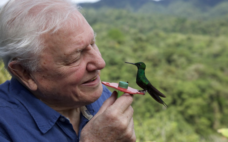Zum Geburtstag von David Attenborough: Der Mann, der uns die Welt gezeigt hat