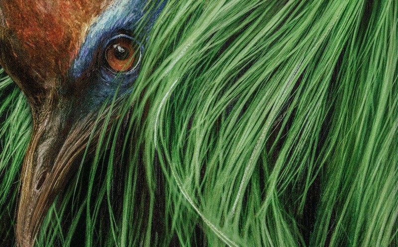"Cassowary" - Review