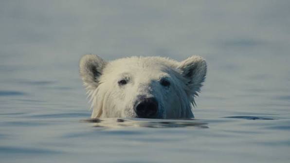 „Nuisance Bear“ - Review