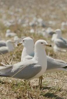 Big mv5bm2qxowq1ywetntmzyi00n2flltkzy2etntg4zdazndg2odc4xkeyxkfqcgc . v1 