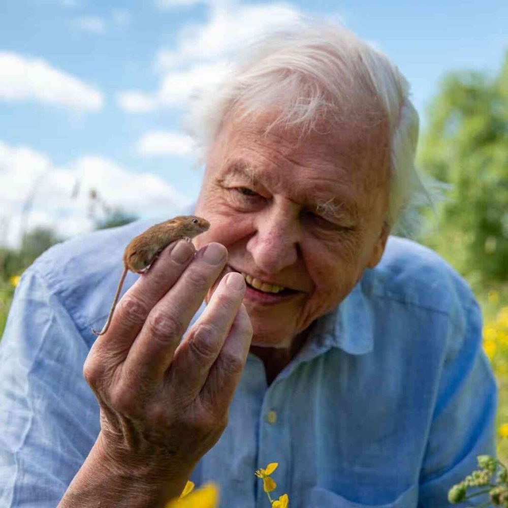 Sir David Attenborough wird 100! Zu seinen Ehren verlosen wir die eindrucksvolle Doku-Mini-Serie "Säugetiere"